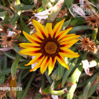 фото из отзыва ID 440410