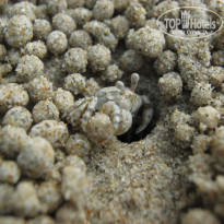 фото из отзыва ID 441595