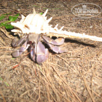 фото из отзыва ID 441595