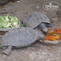 фото из отзыва ID 441744