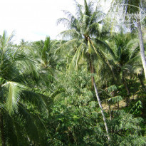 фото из отзыва ID 444873