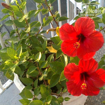 фото из отзыва ID 445482