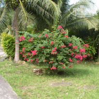 фото из отзыва ID 446842