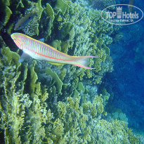 фото из отзыва ID 448722