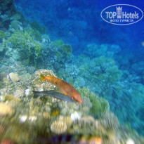 фото из отзыва ID 448722