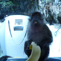 фото из отзыва ID 450568