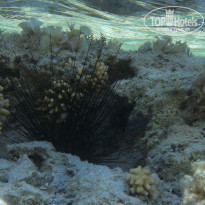 фото из отзыва ID 453311