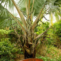 фото из отзыва ID 454195