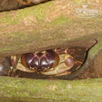 фото из отзыва ID 455849