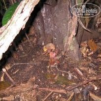 фото из отзыва ID 455849