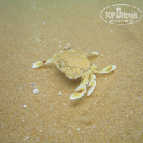 фото из отзыва ID 457722