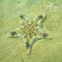 фото из отзыва ID 457722