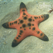 фото из отзыва ID 457722