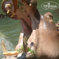 фото из отзыва ID 458137