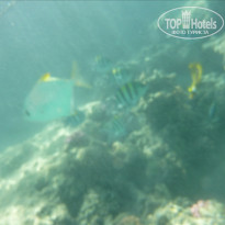 фото из отзыва ID 458479