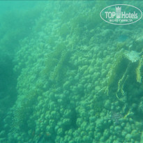 фото из отзыва ID 458479