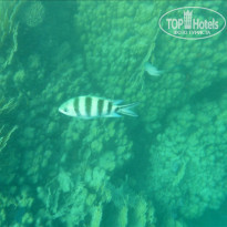 фото из отзыва ID 458479