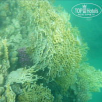 фото из отзыва ID 458479