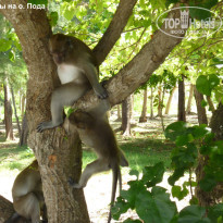 фото из отзыва ID 460849