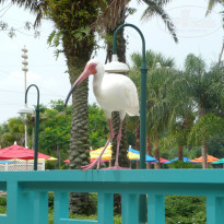 фото из отзыва ID 463904