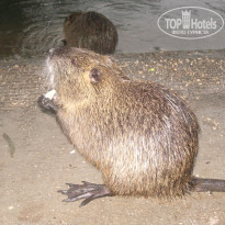 фото из отзыва ID 464535