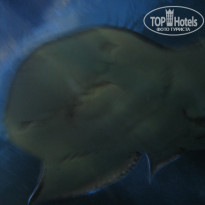 фото из отзыва ID 464775