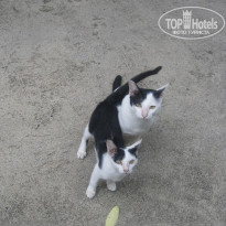 фото из отзыва ID 467002