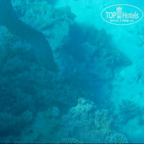 фото из отзыва ID 468114