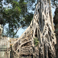 фото из отзыва ID 469802