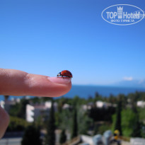 фото из отзыва ID 469960