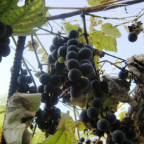 фото из отзыва ID 471247