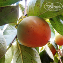 фото из отзыва ID 471247