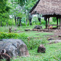 фото из отзыва ID 471899