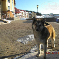 фото из отзыва ID 473493