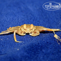 фото из отзыва ID 476833