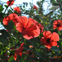 фото из отзыва ID 477002