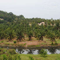 фото из отзыва ID 482341