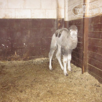 фото из отзыва ID 483351