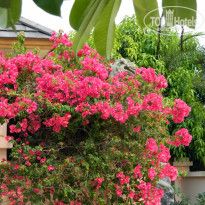 фото из отзыва ID 484183