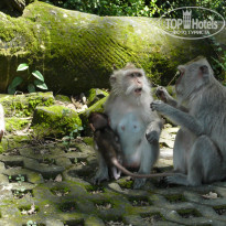 фото из отзыва ID 486167