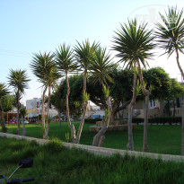 фото из отзыва ID 486193