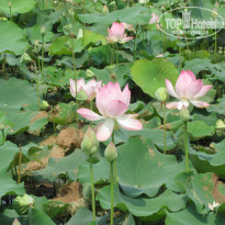 фото из отзыва ID 487666
