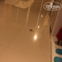 фото из отзыва ID 487732