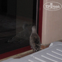 фото из отзыва ID 488481