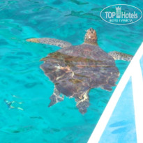 фото из отзыва ID 488895