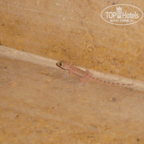 фото из отзыва ID 493715