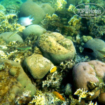 фото из отзыва ID 494931