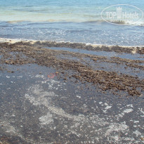 фото из отзыва ID 497393