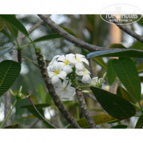 фото из отзыва ID 49929