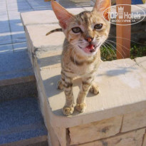 фото из отзыва ID 50491